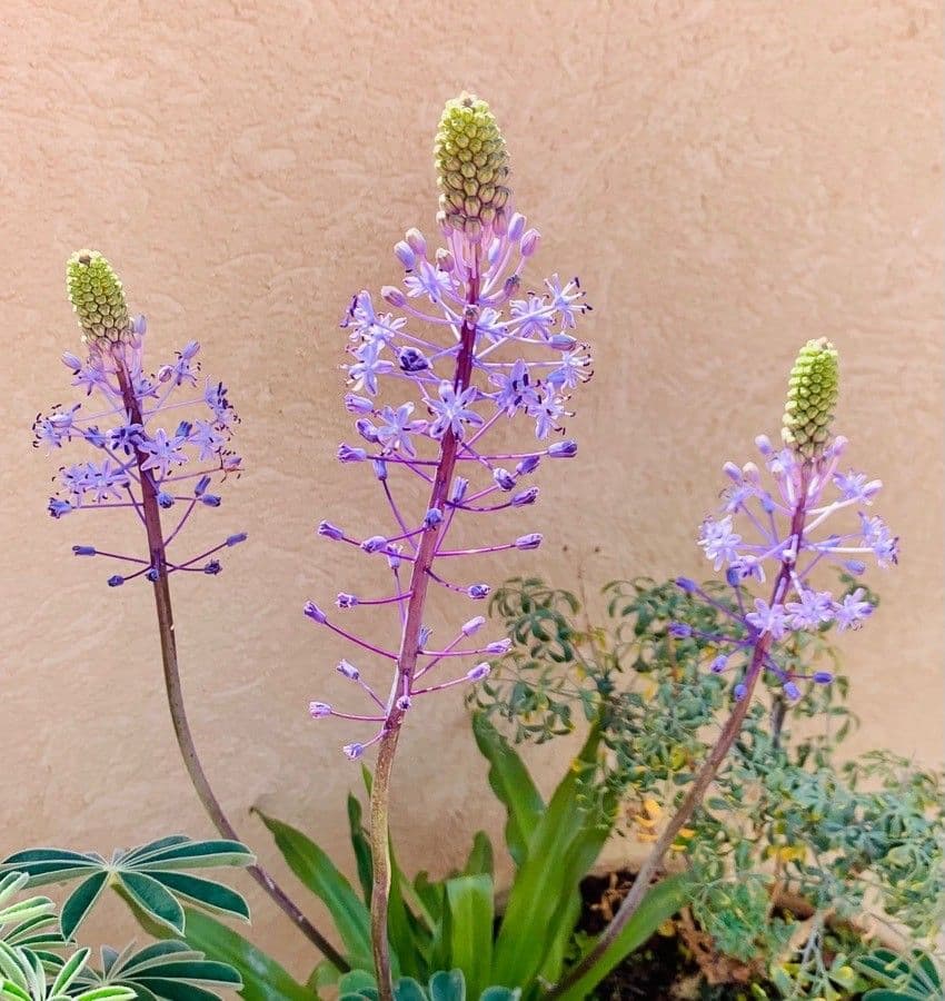 Scilla jacintina 6