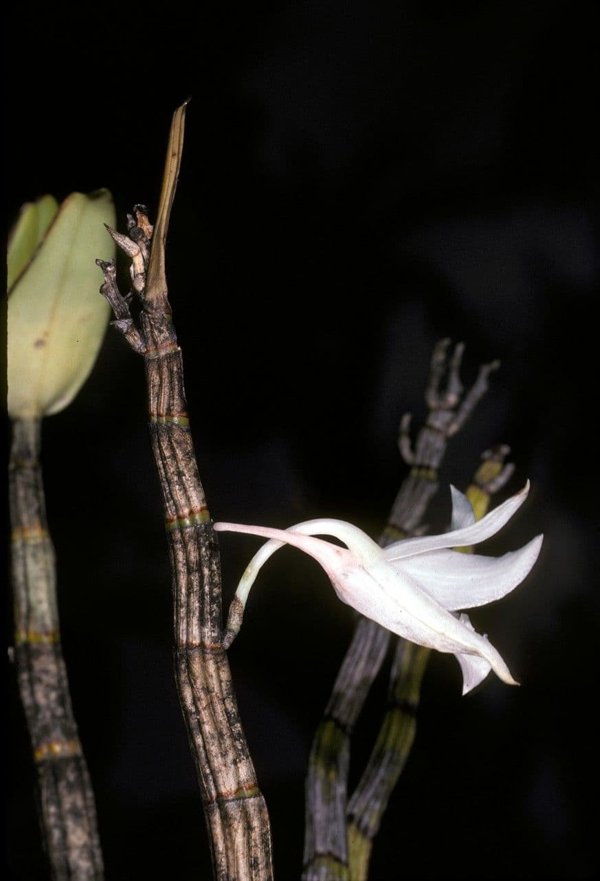 Dendrobium 2