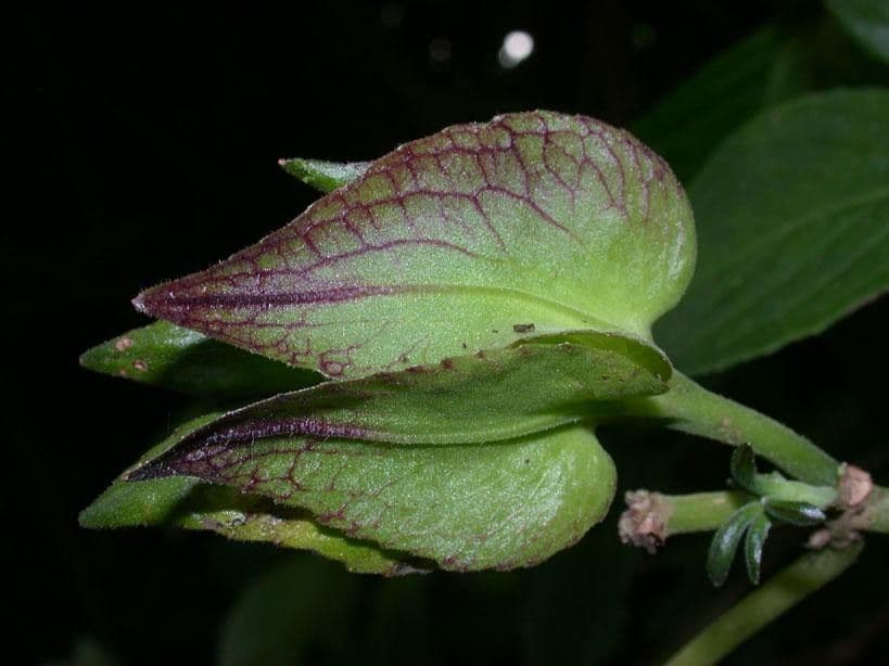 Drymonia seghettata 16