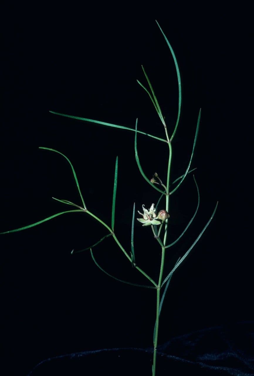 Asclepias 5