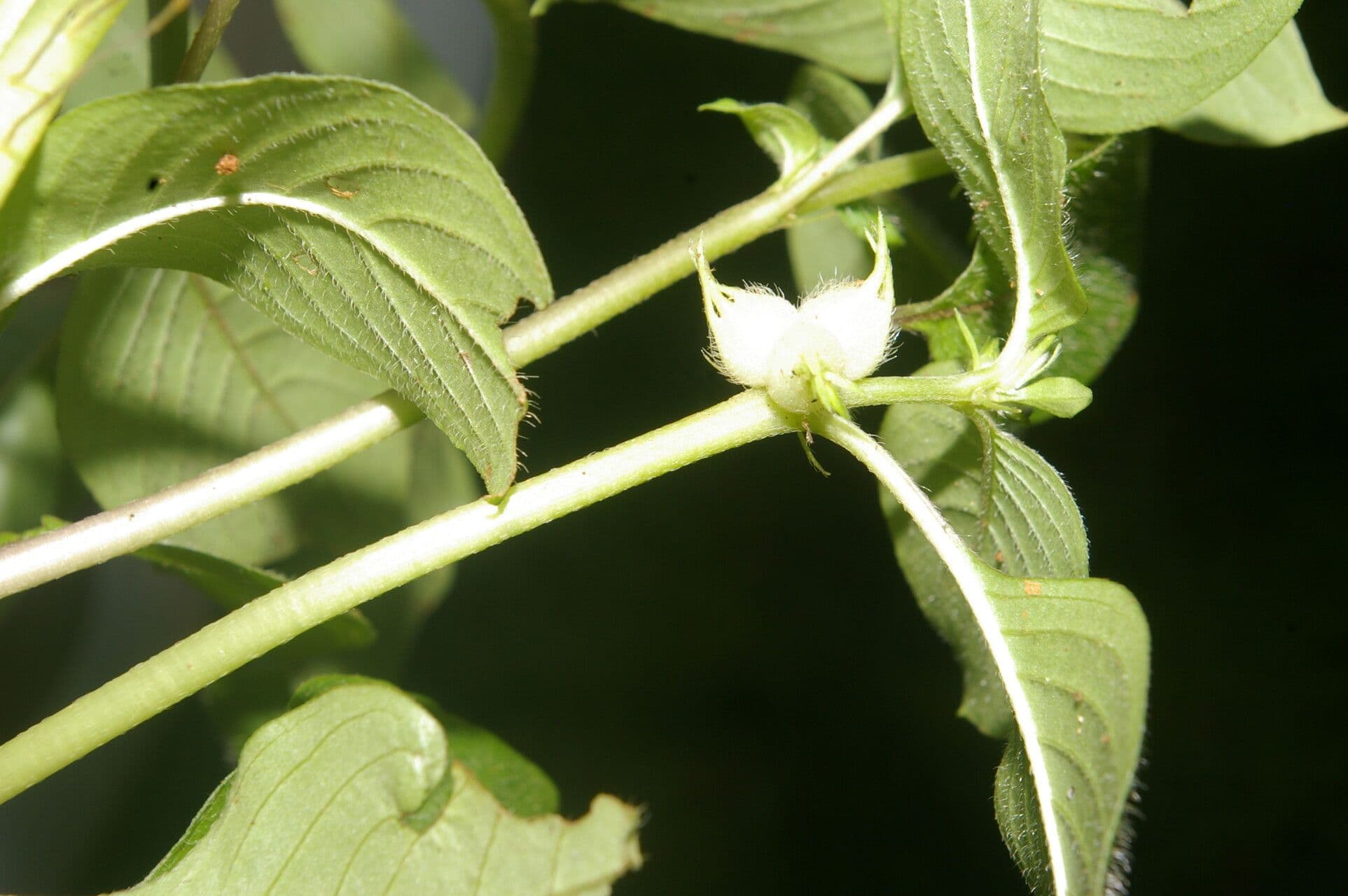 Coccocypselum 2
