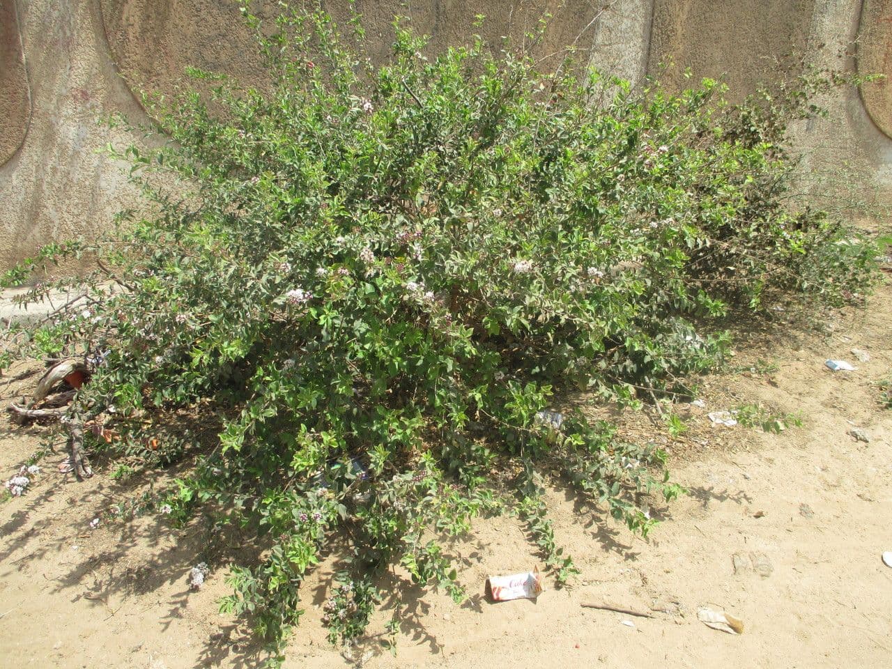 Combretum 14