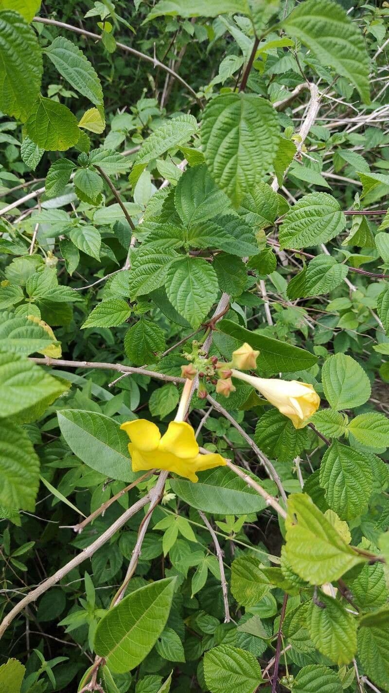 Mandevilla subsagitata 6