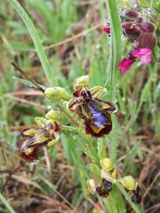 Ophrys speculum 8