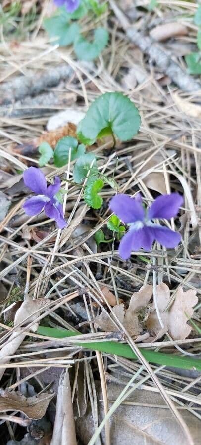 Viola odorata 7
