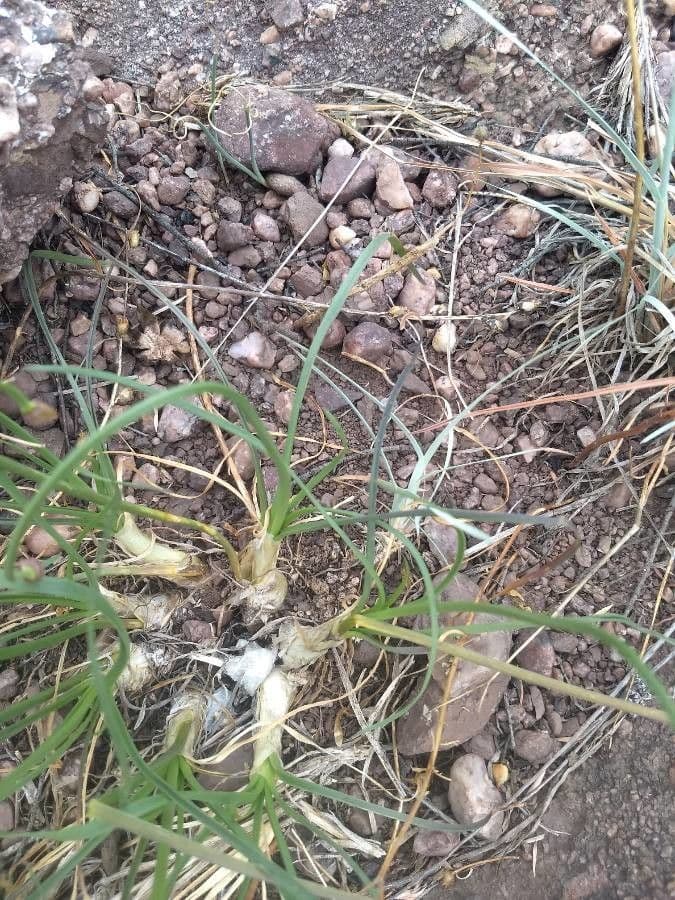 Aglio perenne 14
