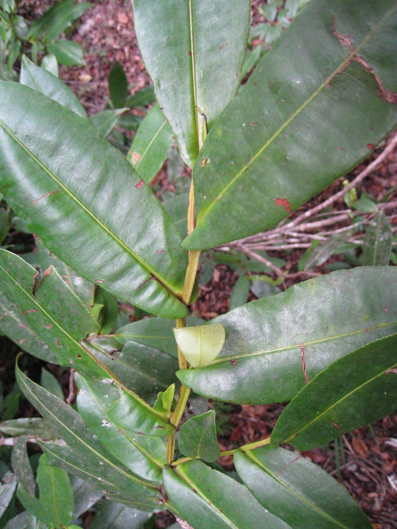 Humiria 3