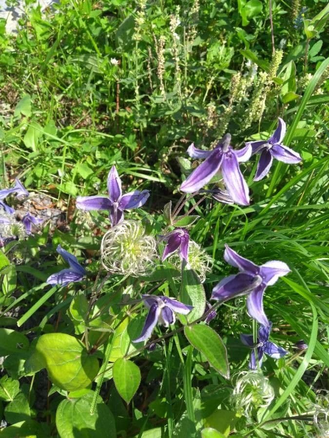 Einfache Clematis 8