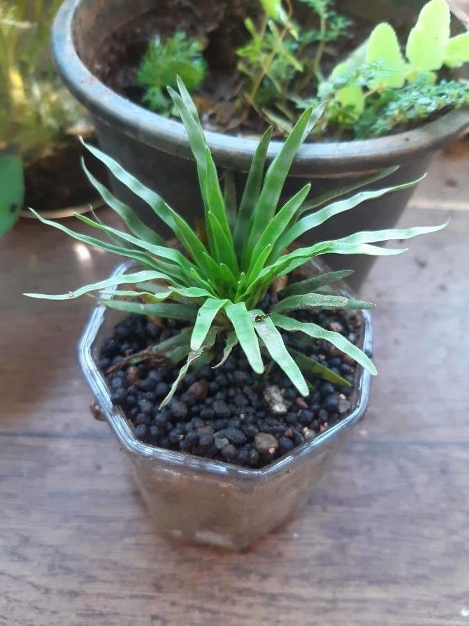 Eriocaulon