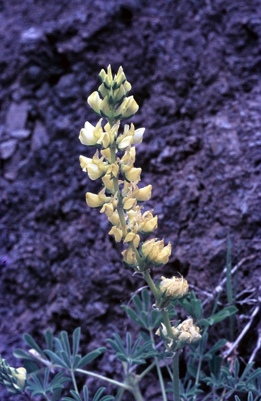 Lupino giallo 4
