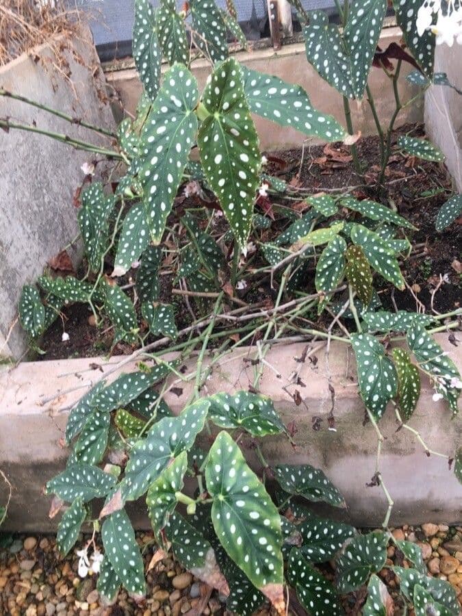 Begonia 11