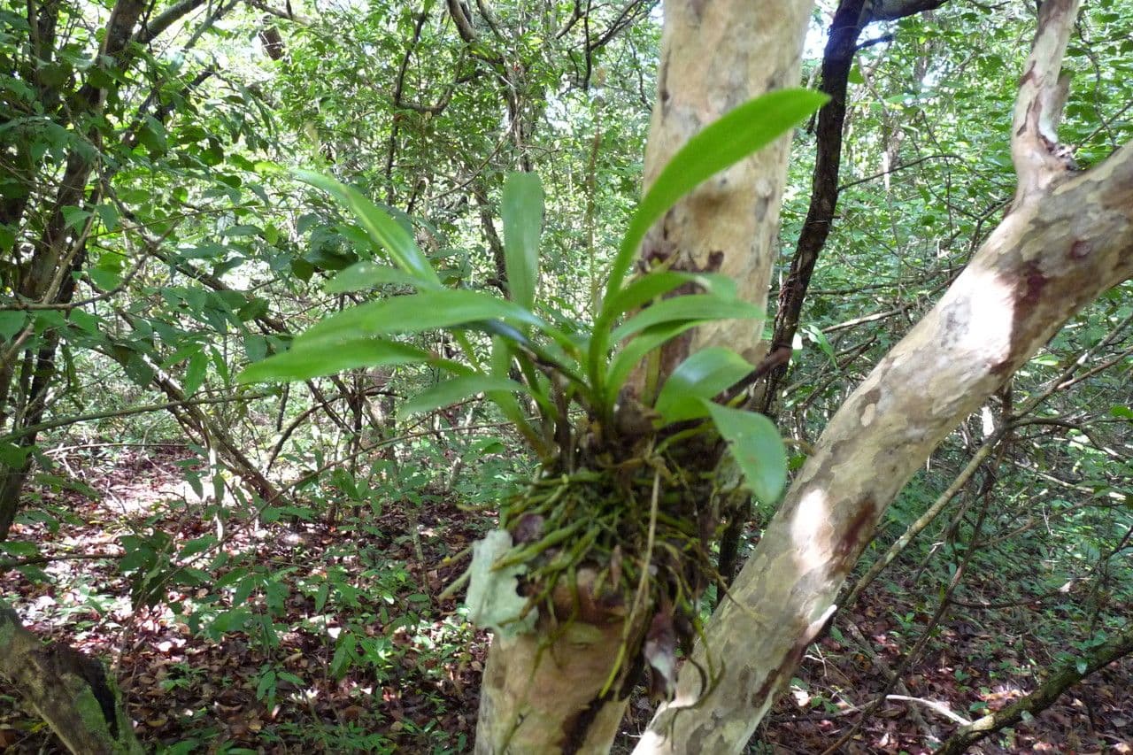 Polystachya 2