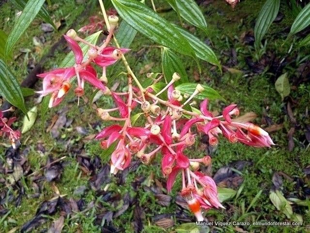 Cavendishia quereme