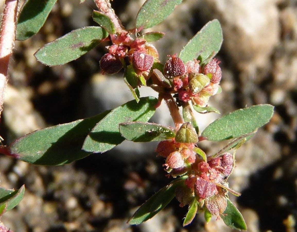 Euphorbe maculée 2
