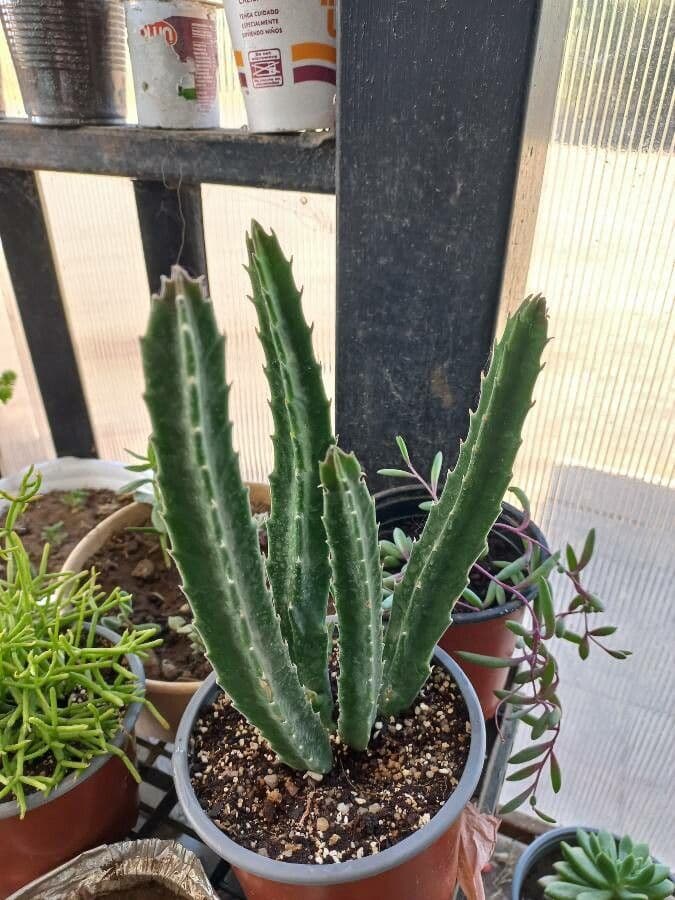 Stapelia gigantea 15