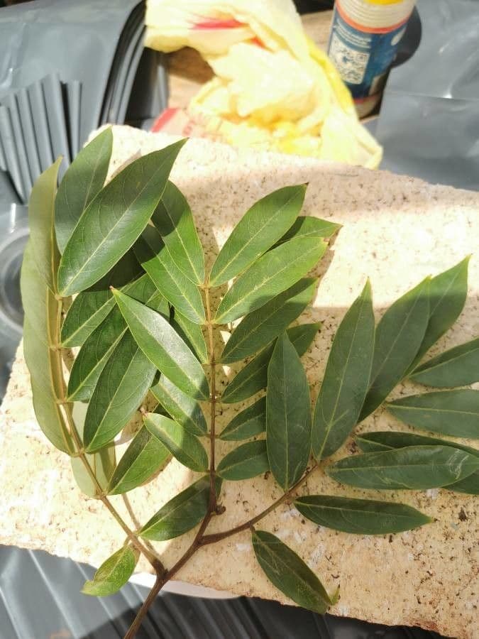 Swartzia cubana 4