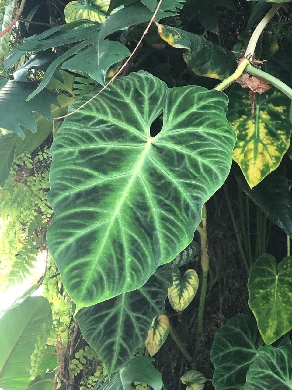 Warziger Philodendron 8