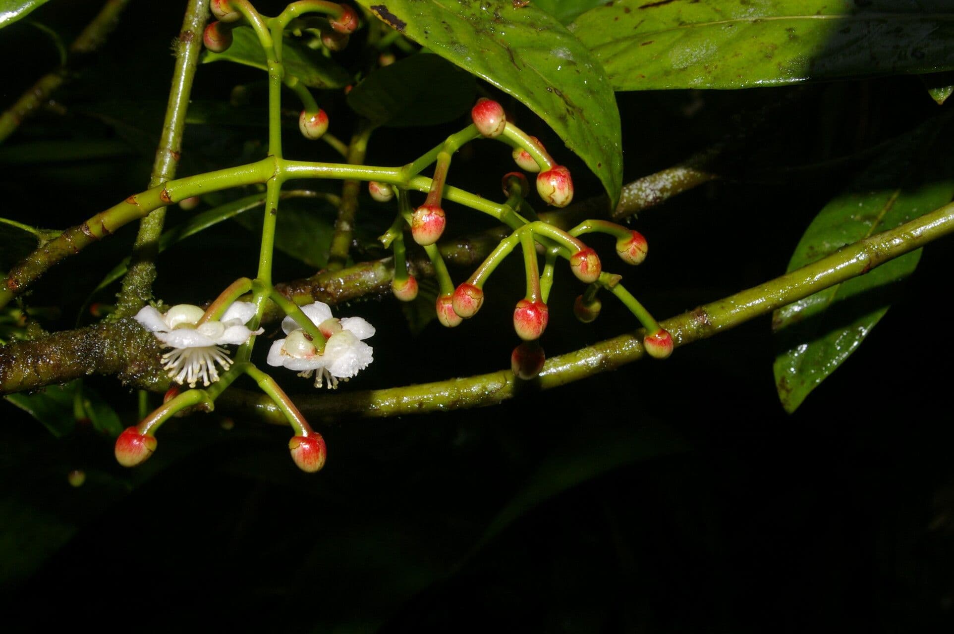 Chrysochlamys 5