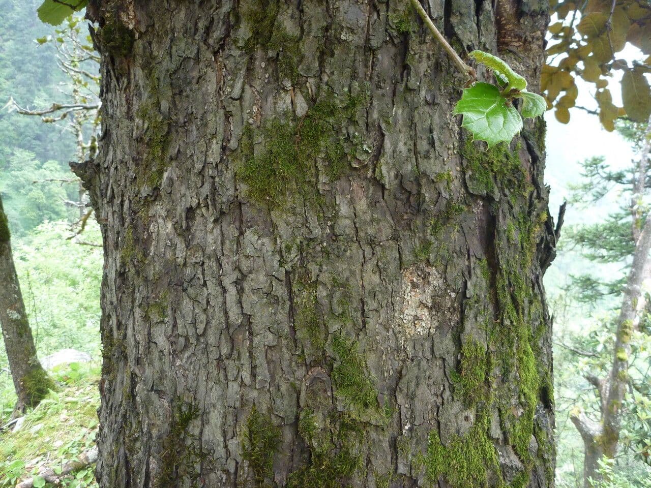 Brauneiche 8