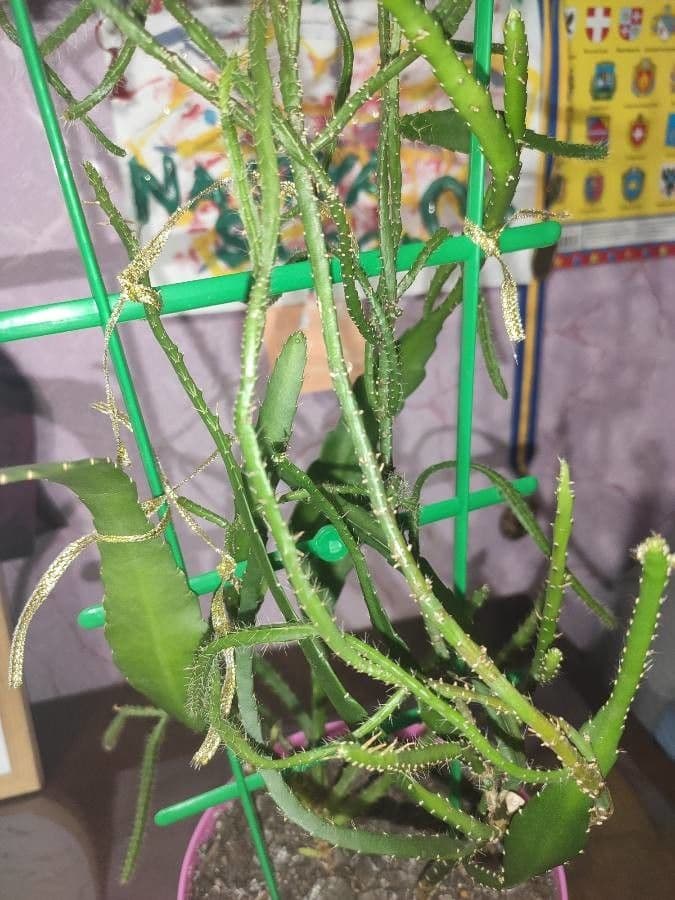 Disocactus