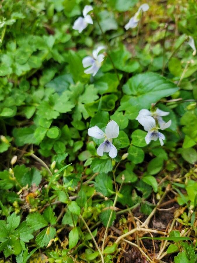 Weiße Waldveilchen 4