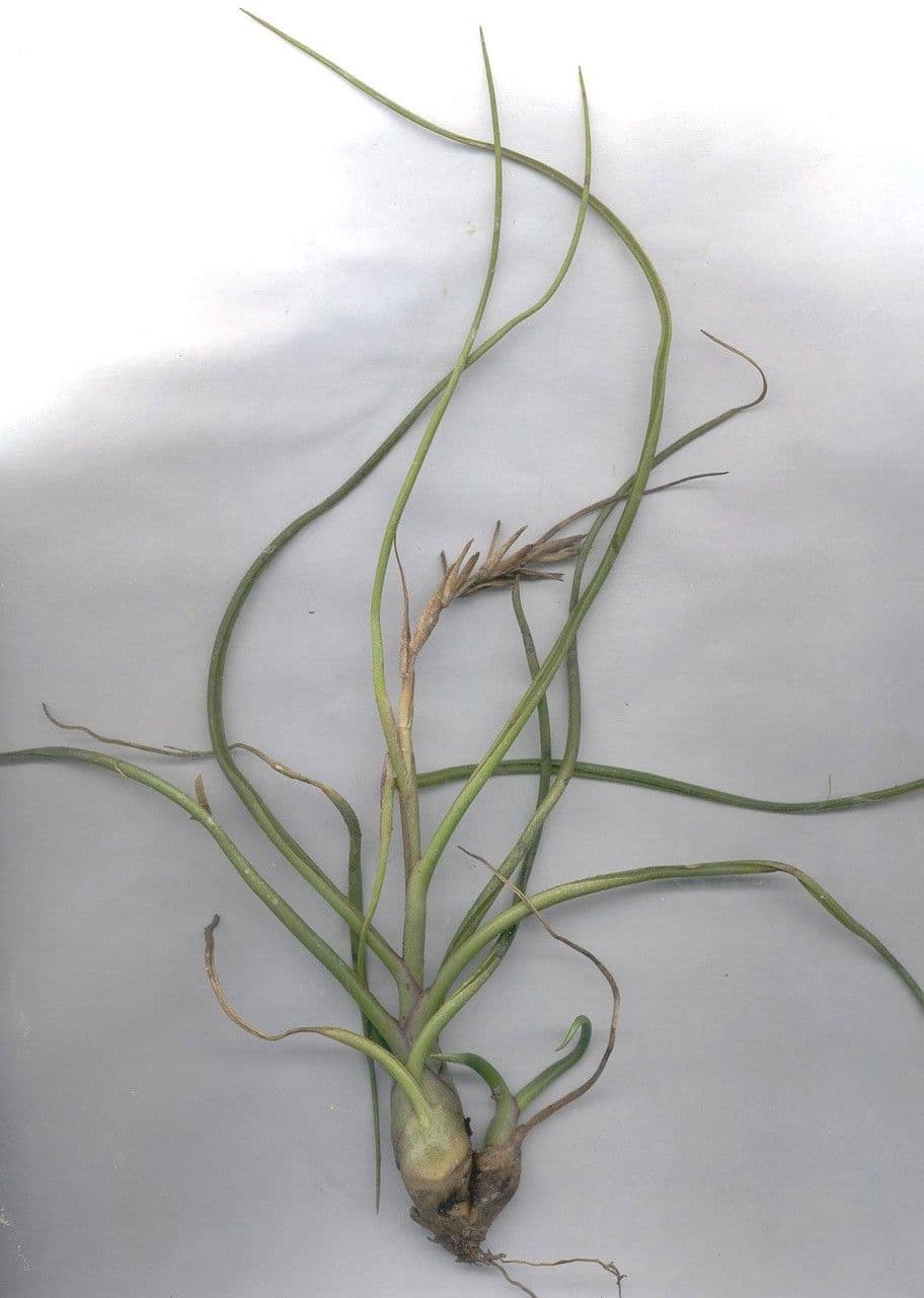 Tillandsia bulbosa 25
