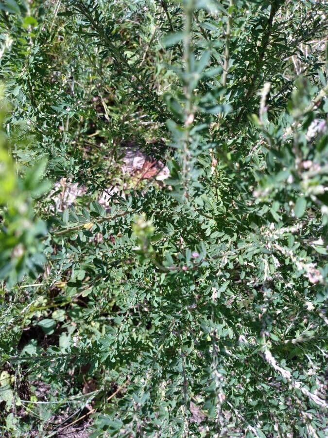 Lespedeza 16