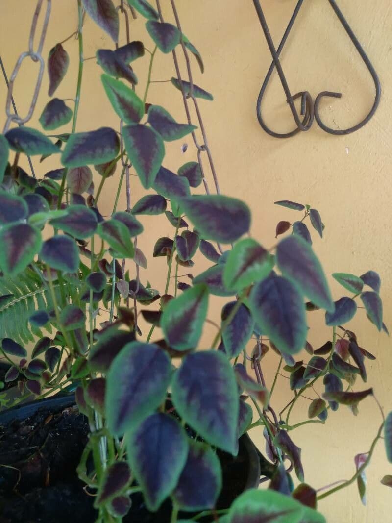 Acetosa hedysaroide 8