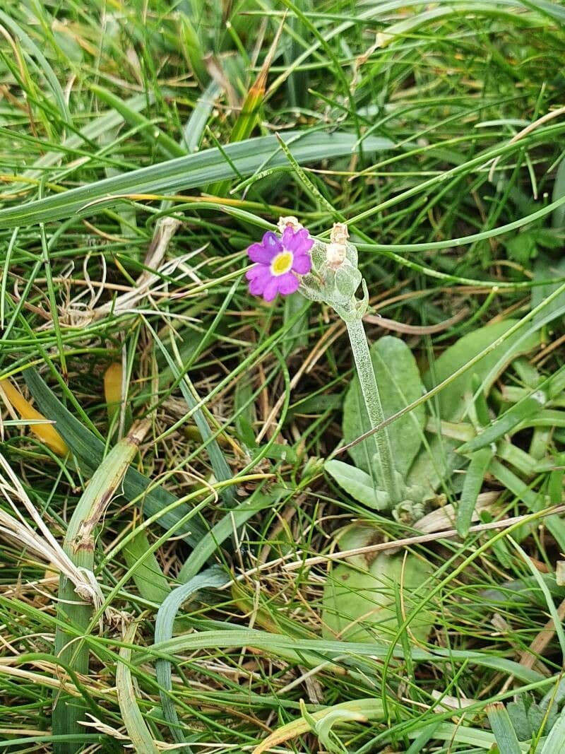 Primula scozzese 2