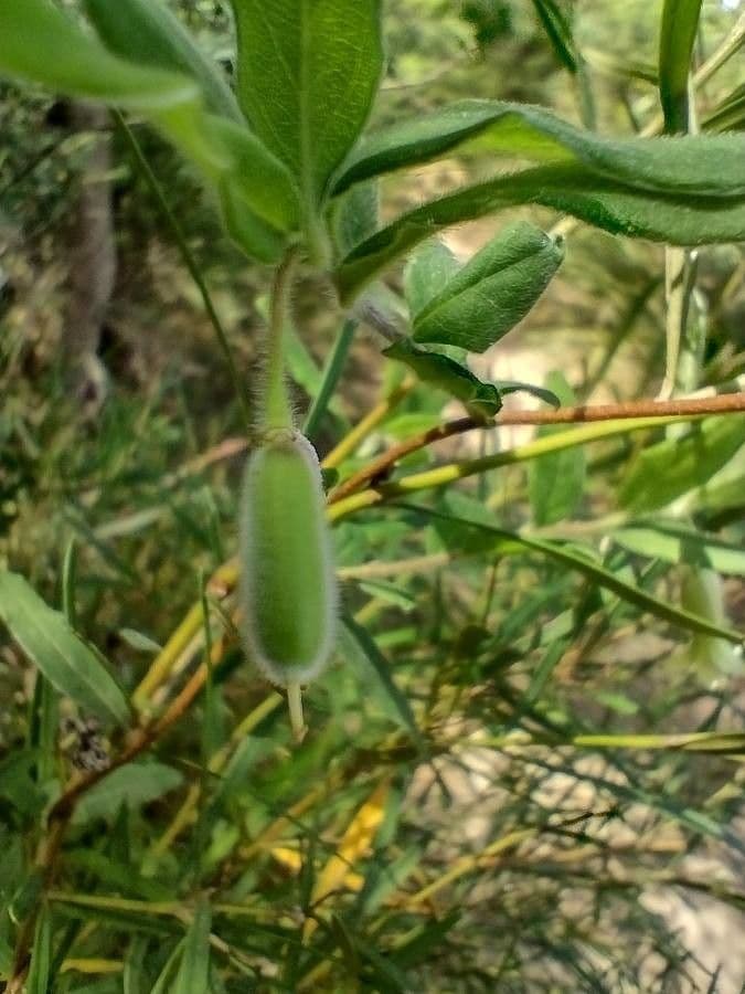 Billardiera scandens