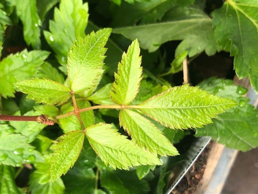 Astilbe di Thunberg 2