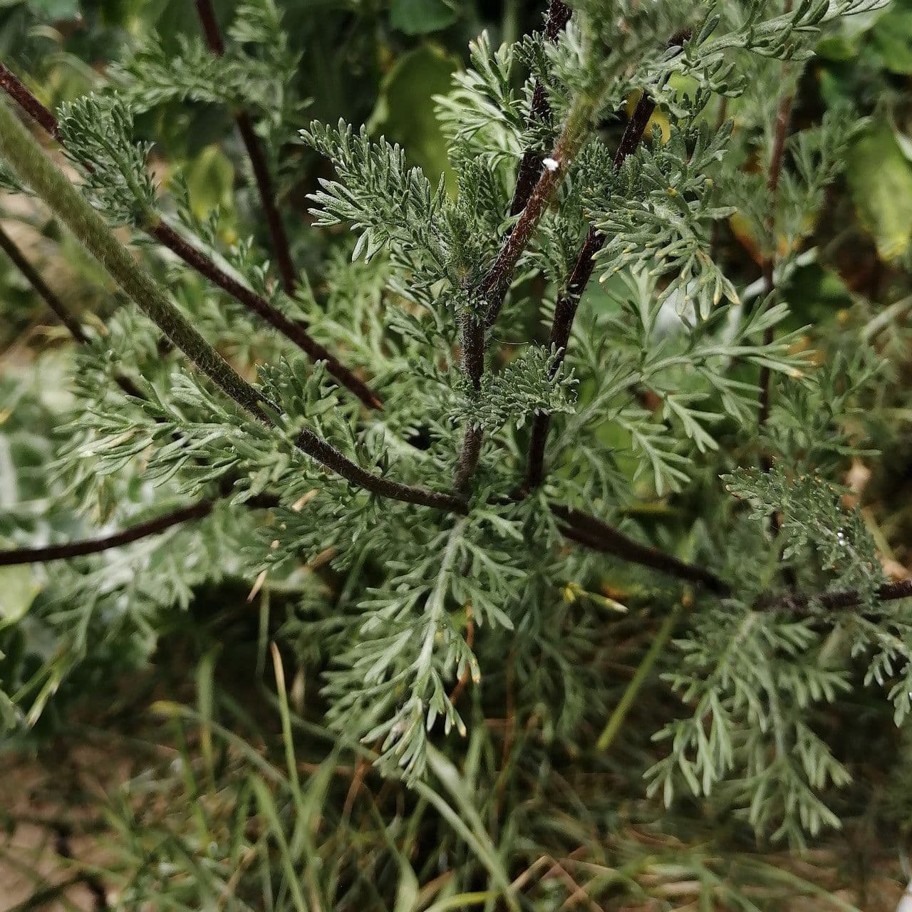 Anacyklus walencki 19