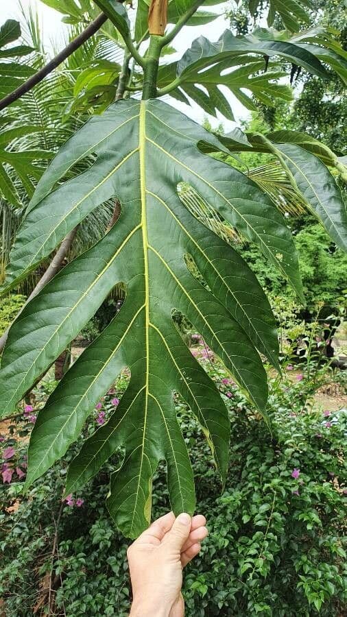 Albero del pane 17