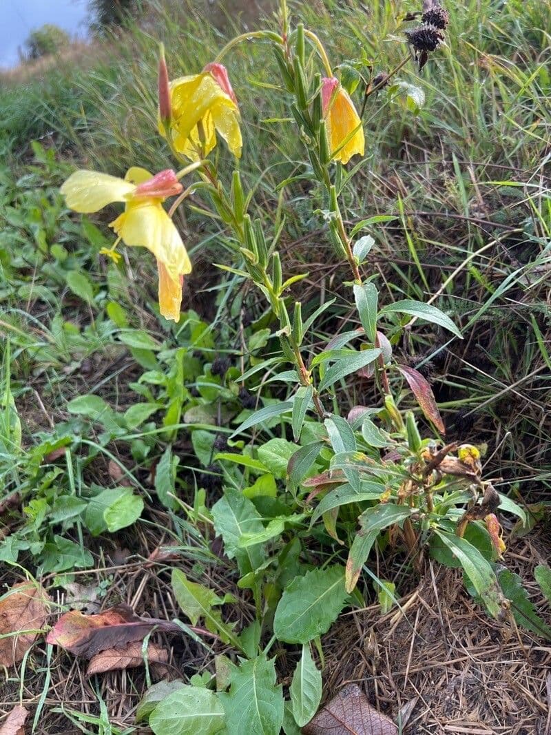 Onagra stricta 29