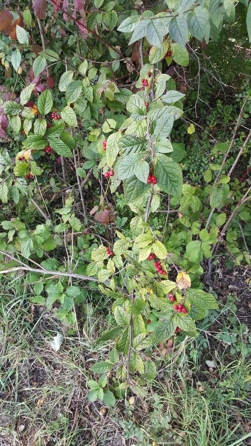 Cotonéaster 15