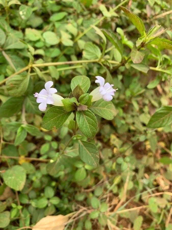 Barleria 5