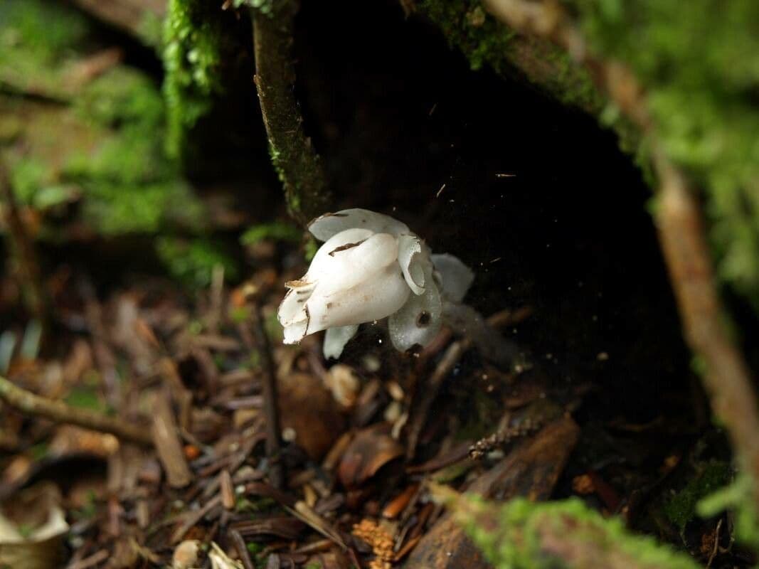 Monotropastrum