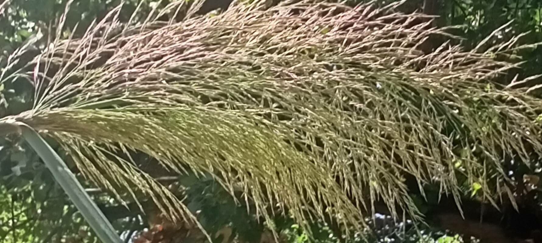 Erba tigre