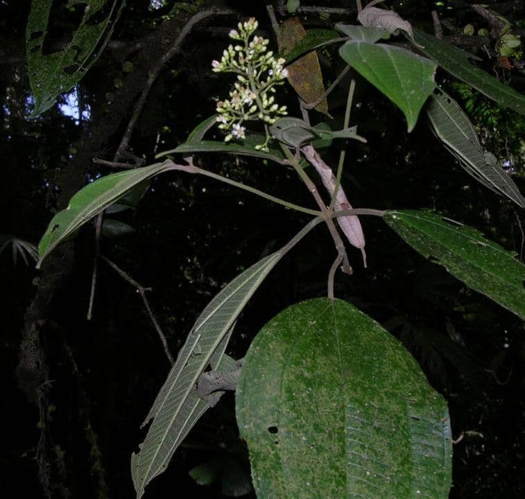 Conostegia micrantha 11
