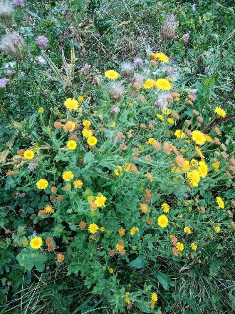 Pulicaria dysenterica 8