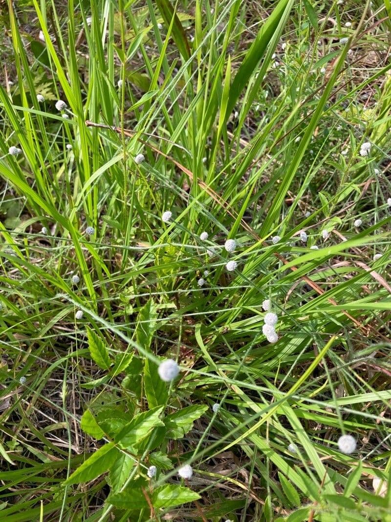 Eriocaulon acquatico 10