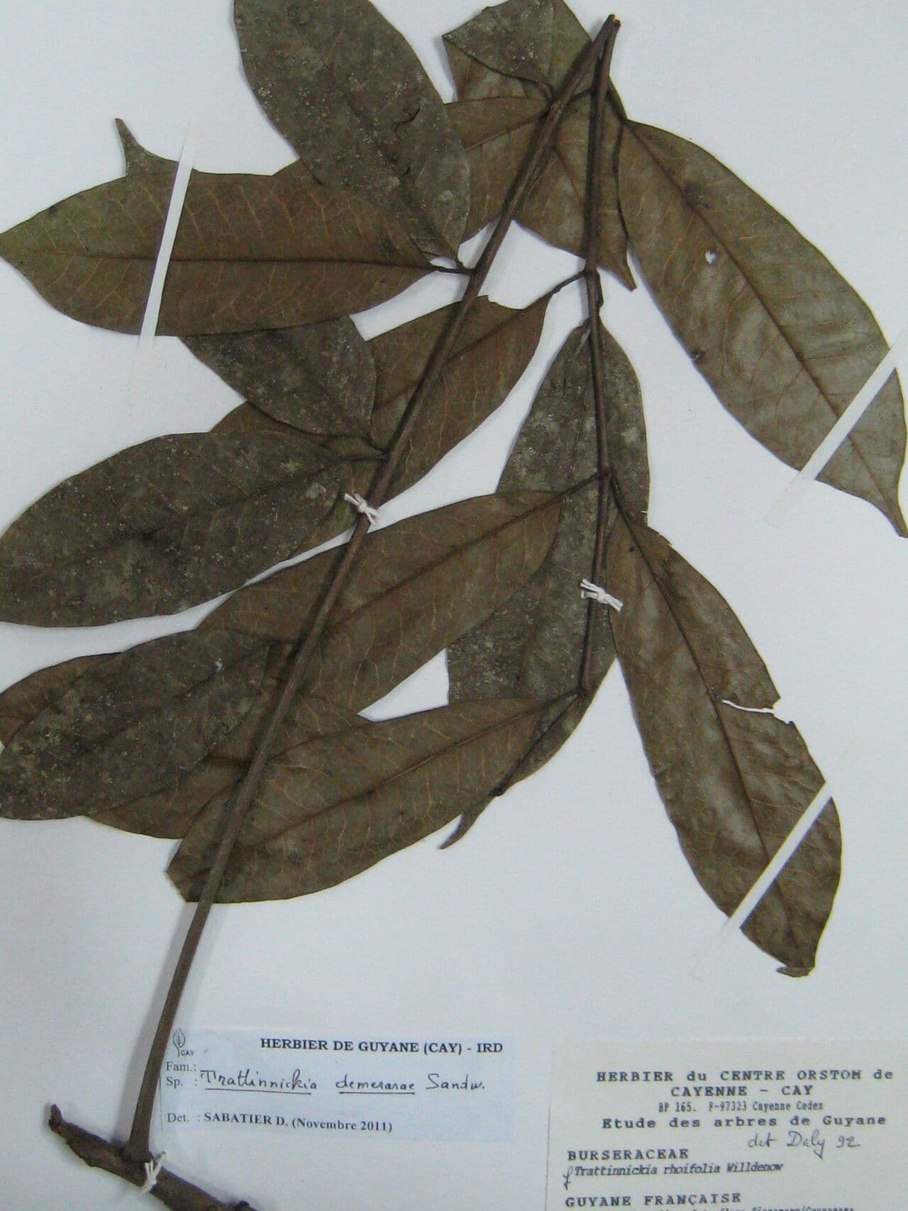 Trattinnickia 7