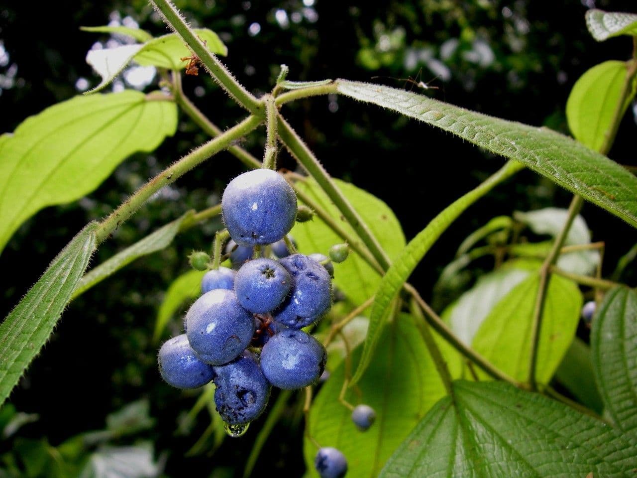 Miconia 5