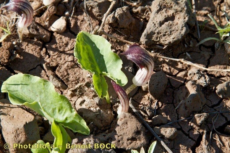 Arisarum 25