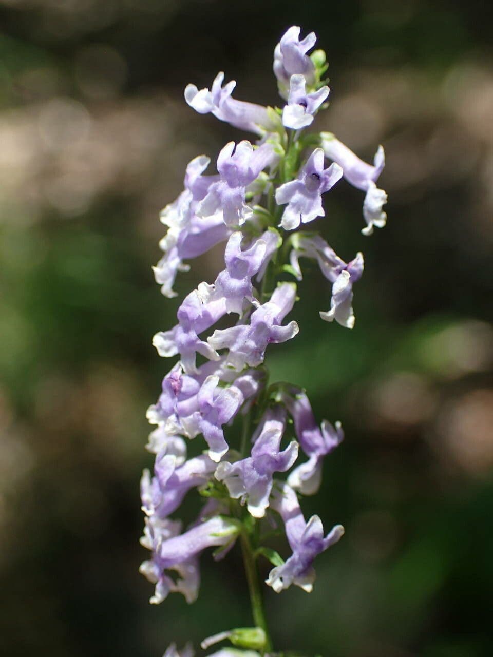 Musonello 9