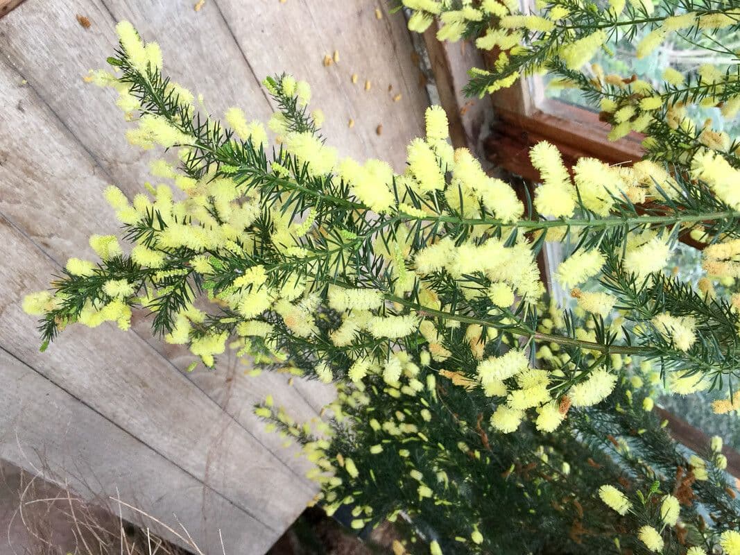Acacia 2