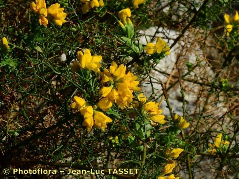 Felsen-Ginster 2