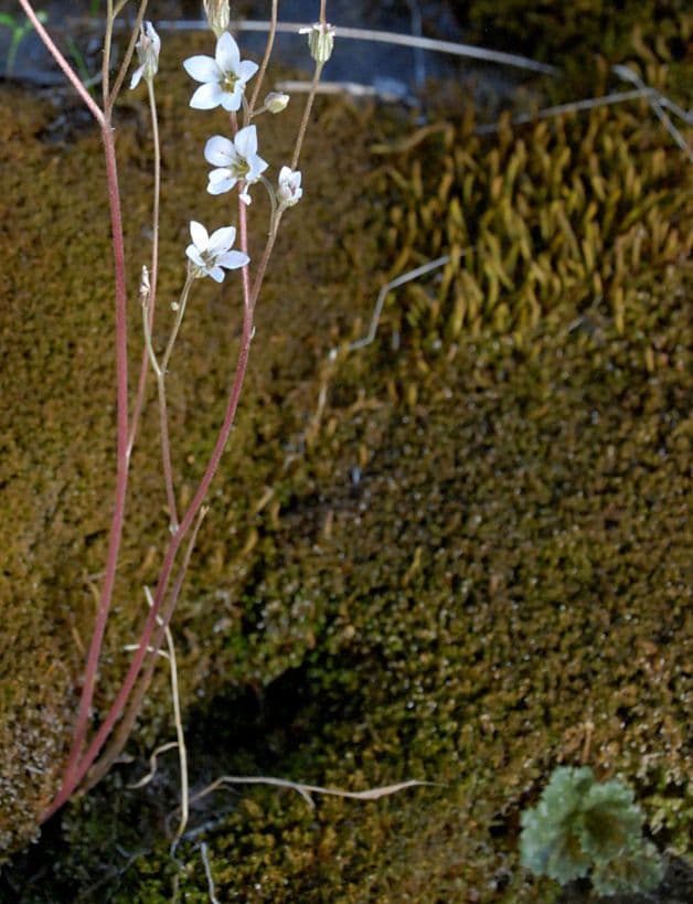 Jepsonia 8