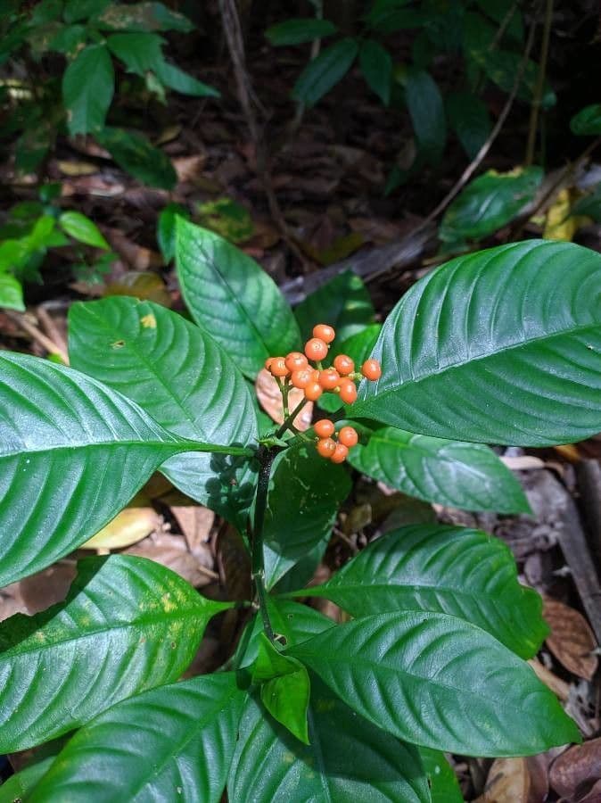 Psychotria 5