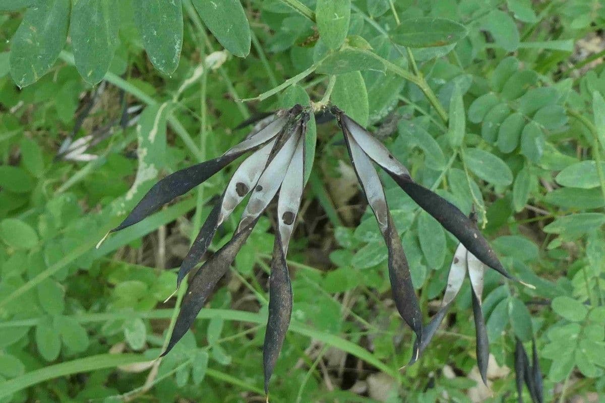 Cicerchia nera